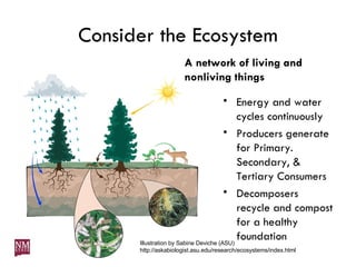 Consider the Ecosystem A network of living and nonliving things Energy and water cycles continuously Producers generate for Primary. Secondary, & Tertiary Consumers Decomposers recycle and compost for a healthy foundation Illustration by Sabine Deviche (ASU)  http://askabiologist.asu.edu/research/ecosystems/index.html 