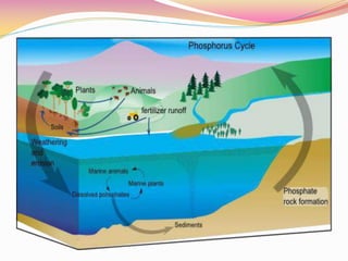 Ecosystem and biodiversity.compressed | PDF