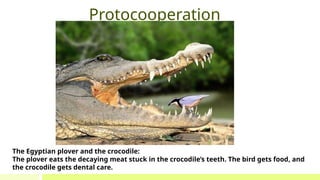 Comprehensive Overview of Ecosystem Interactions and Conservation | PPTX