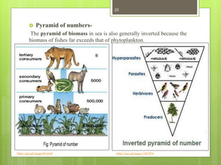 Ecosystem and environmental hazards | PPT