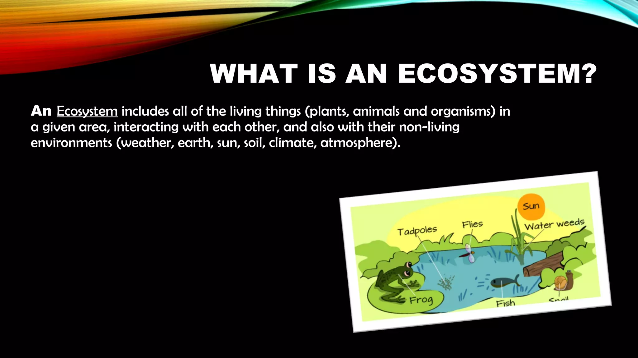 Ecosystem and its components | POT