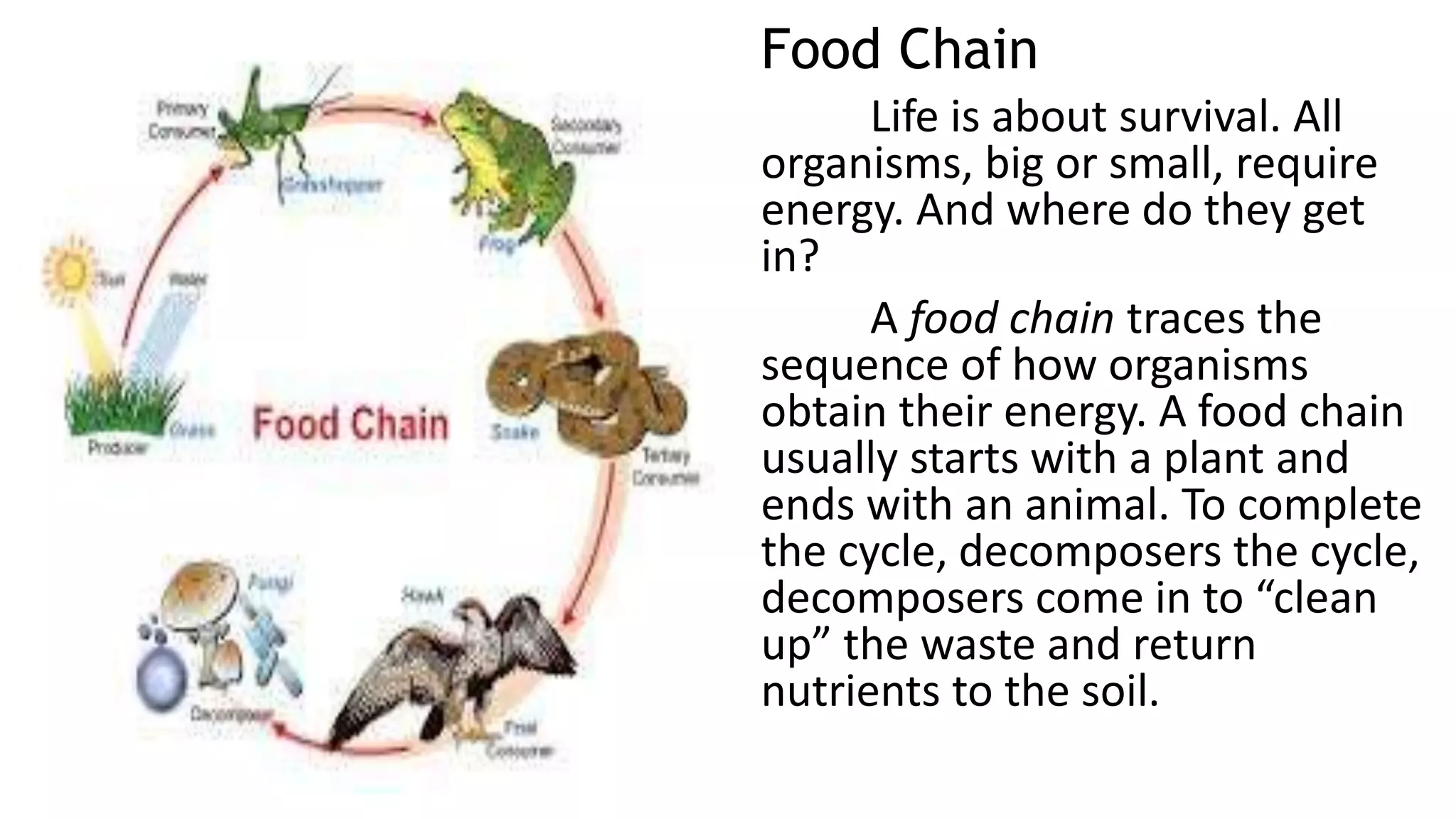 Food Chain
Life is about survival. All
organisms, big or small, require
energy. And where do they get
in?
A food chain traces the
sequence of how organisms
obtain their energy. A food chain
usually starts with a plant and
ends with an animal. To complete
the cycle, decomposers the cycle,
decomposers come in to “clean
up” the waste and return
nutrients to the soil.
 