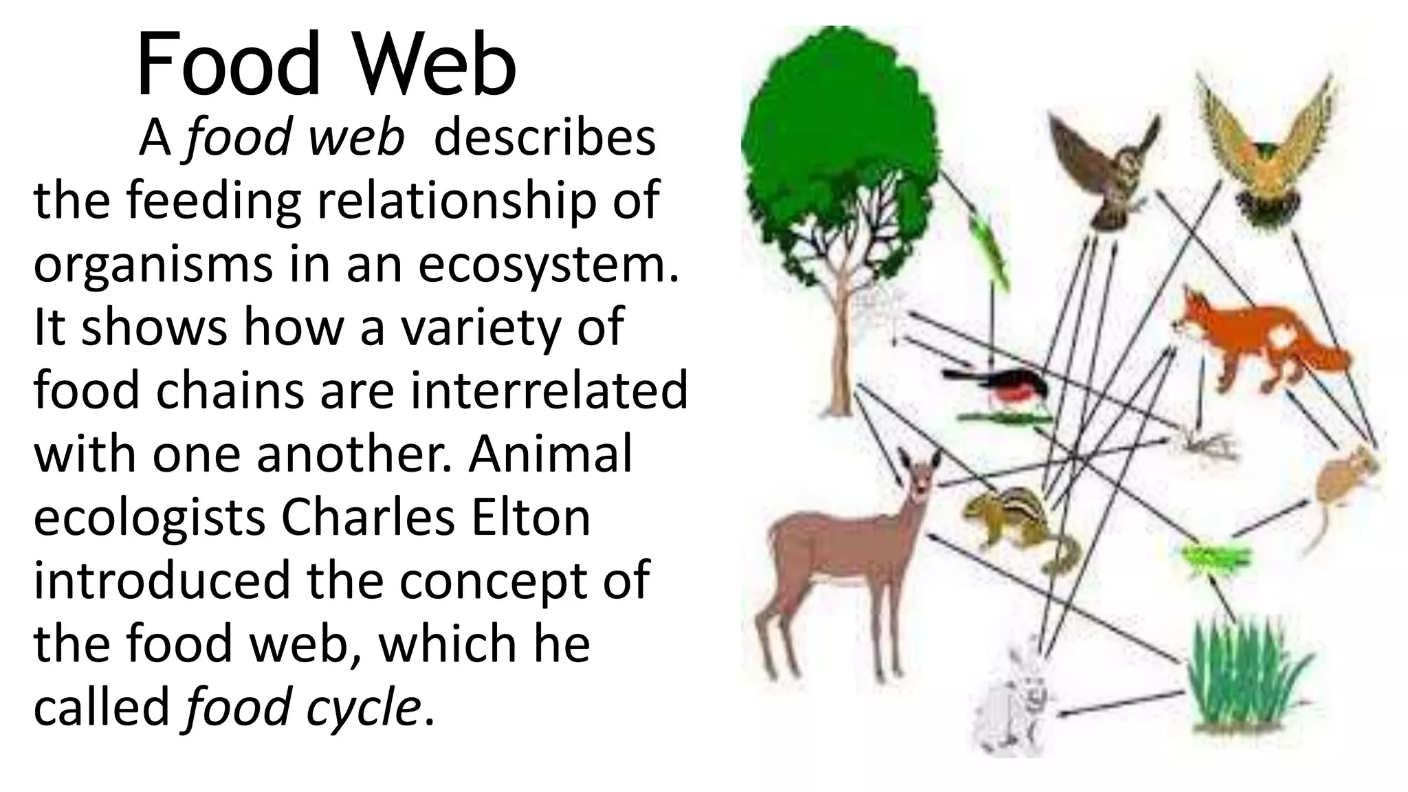 Food Web
A food web describes
the feeding relationship of
organisms in an ecosystem.
It shows how a variety of
food chains are interrelated
with one another. Animal
ecologists Charles Elton
introduced the concept of
the food web, which he
called food cycle.
 