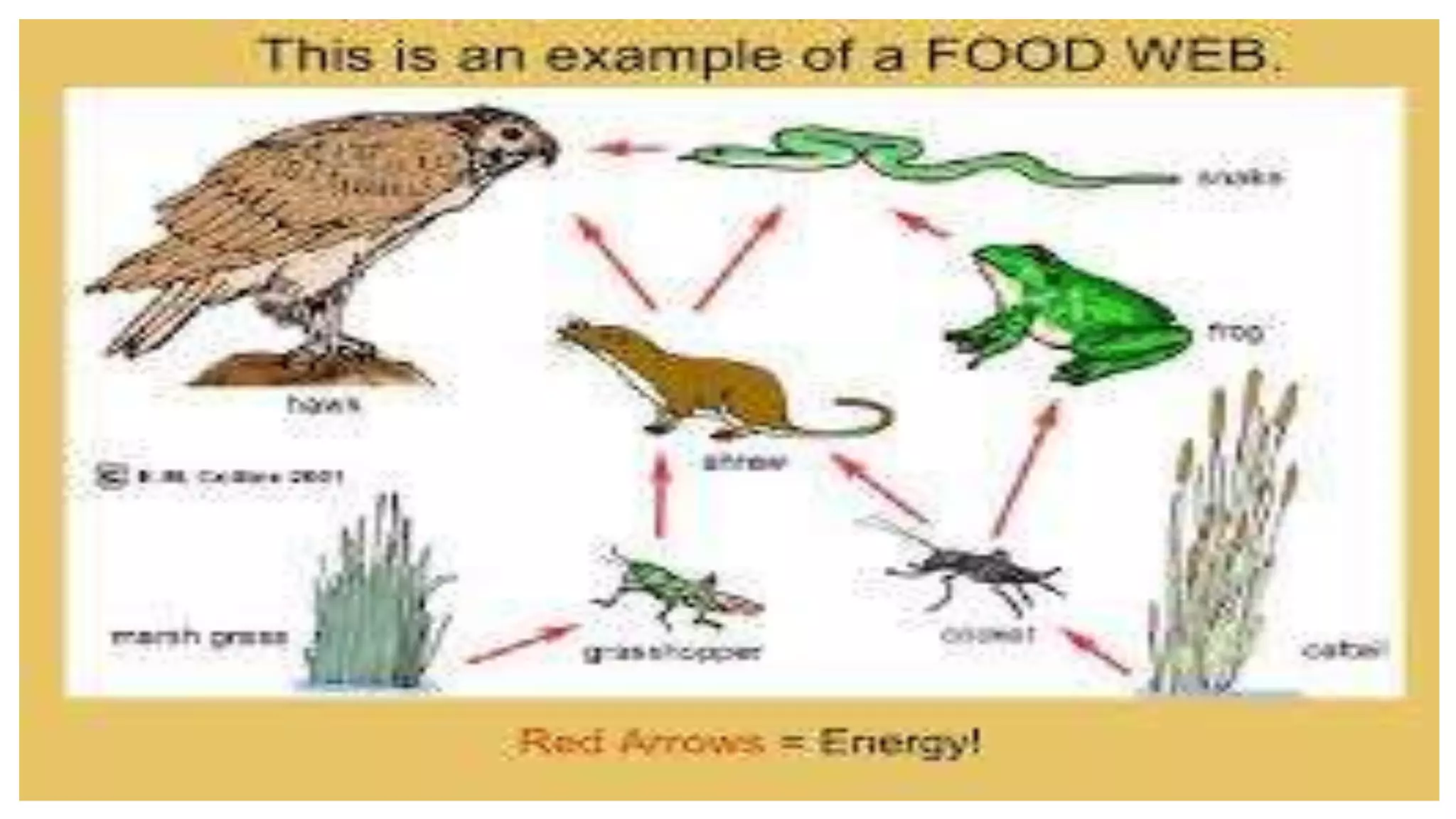 ecosystem and its components.pptx