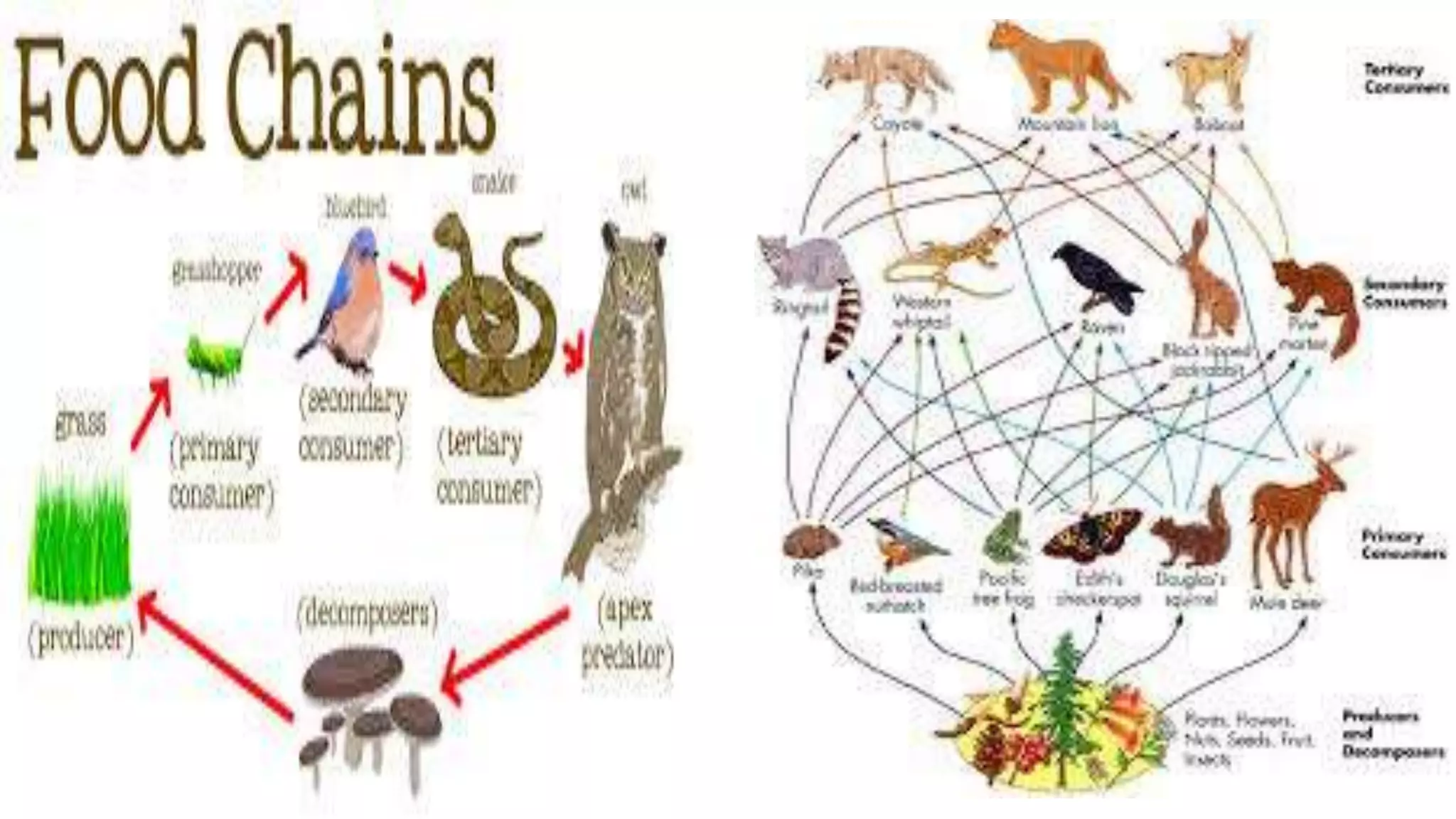 ecosystem and its components.pptx