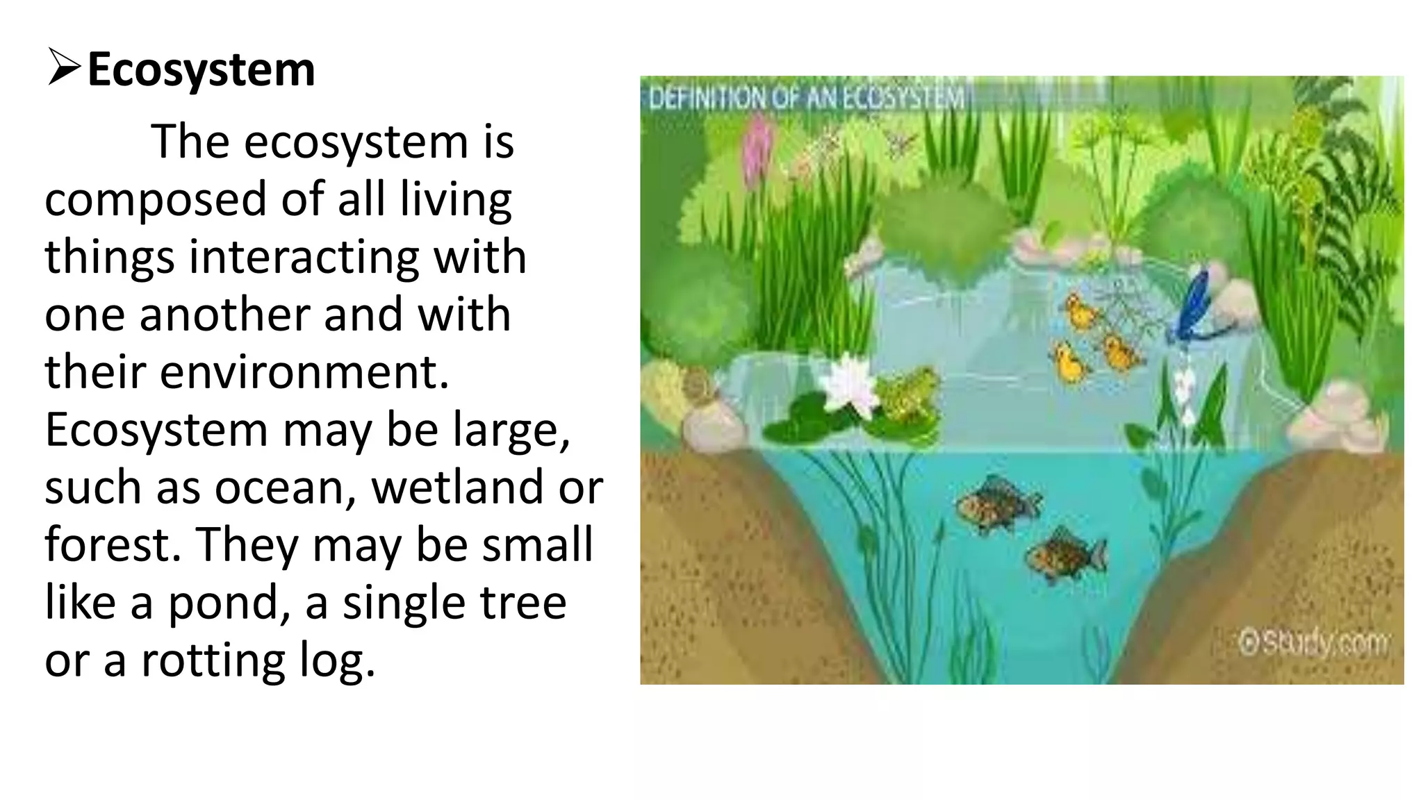 Ecosystem
The ecosystem is
composed of all living
things interacting with
one another and with
their environment.
Ecosystem may be large,
such as ocean, wetland or
forest. They may be small
like a pond, a single tree
or a rotting log.
 