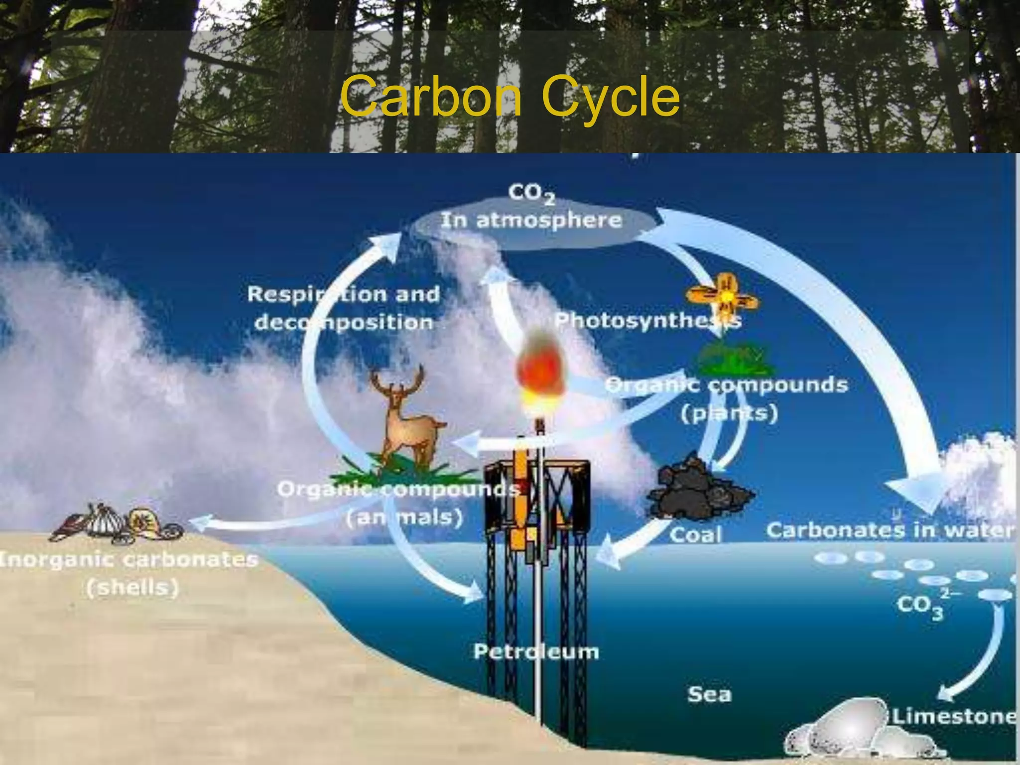 Carbon Cycle
 