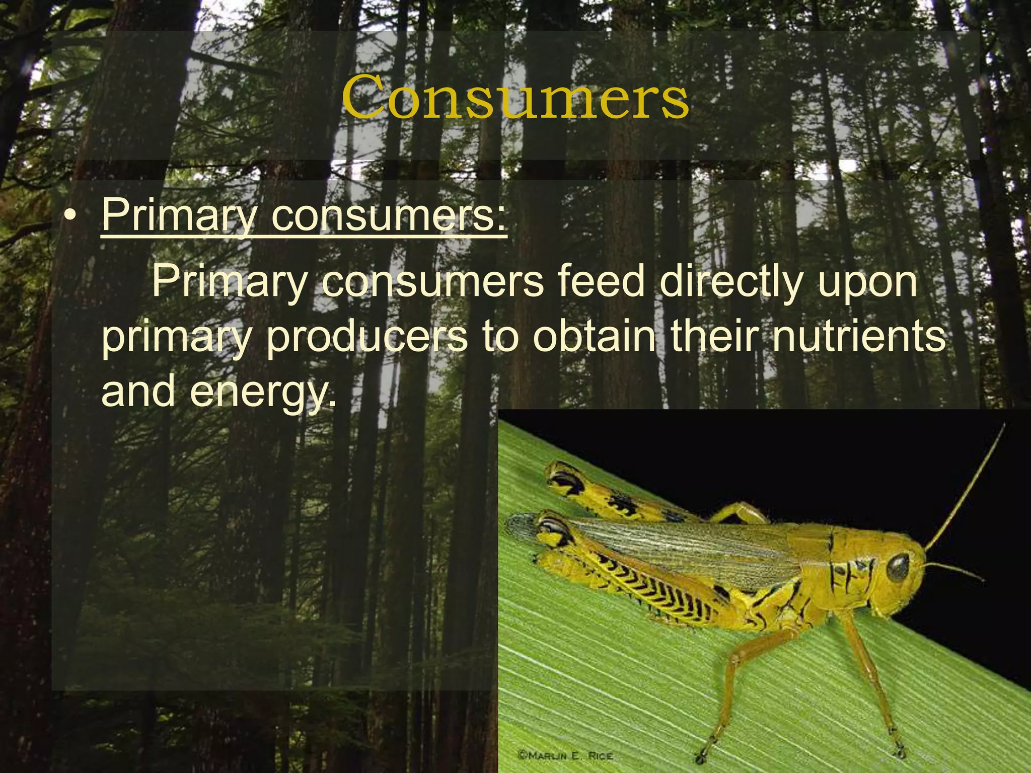 Consumers
• Primary consumers:
     Primary consumers feed directly upon
  primary producers to obtain their nutrients
  and energy.
 