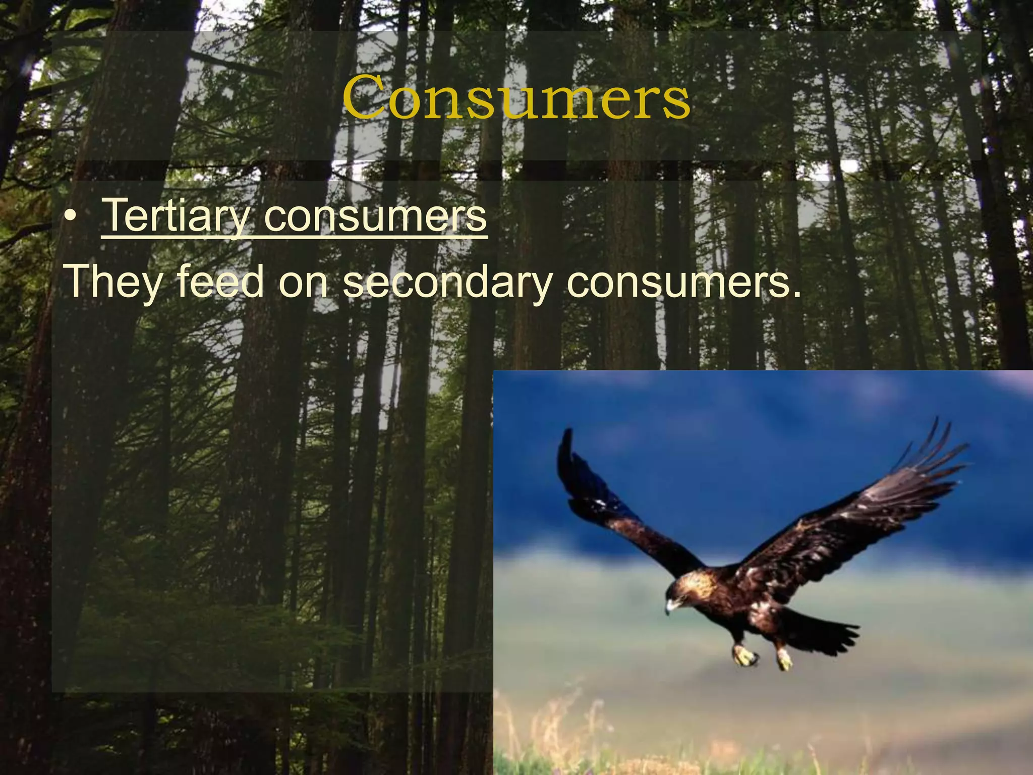 Consumers
• Tertiary consumers
They feed on secondary consumers.
 