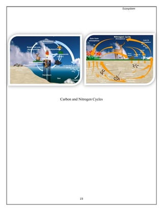 Ecosystem
23
Carbon and Nitrogen Cycles
 