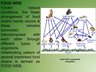 FOOD WEB
•Under natural
conditions, the linear
arrangement of food
chains hardly occurs &
these remains
connected
interconnected with
each other through
different types of
organisms.
•Interlocking pattern of
several interlinked food
chains is termed as
FOOD WEB.
Food web in grassland
ecosystem
 