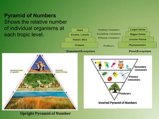 Pyramid of Numbers
Shows the relative number
of individual organisms at
each tropic level.
Upright Pyramid of Number
 