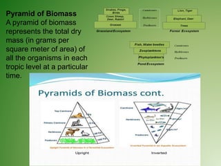 Pyramid of Biomass
A pyramid of biomass
represents the total dry
mass (in grams per
square meter of area) of
all the organisms in each
tropic level at a particular
time.
 