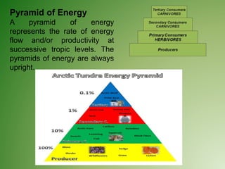 Pyramid of Energy
A pyramid of energy
represents the rate of energy
flow and/or productivity at
successive tropic levels. The
pyramids of energy are always
upright.
 