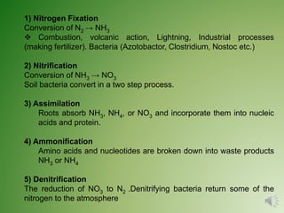 1) Nitrogen Fixation
Conversion of N2 → NH3
 Combustion, volcanic action, Lightning, Industrial processes
(making fertilizer). Bacteria (Azotobactor, Clostridium, Nostoc etc.)
2) Nitrification
Conversion of NH3 → NO3
Soil bacteria convert in a two step process.
3) Assimilation
Roots absorb NH3, NH4, or NO3 and incorporate them into nucleic
acids and protein.
4) Ammonification
Amino acids and nucleotides are broken down into waste products
NH3 or NH4
5) Denitrification
The reduction of NO3 to N2 .Denitrifying bacteria return some of the
nitrogen to the atmosphere
 