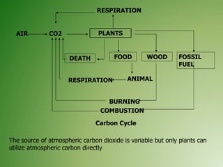 DEATH FOOD
BURNING
COMBUSTION
RESPIRATION
AIR CO2 PLANTS
ANIMALRESPIRATION
WOOD FOSSIL
FUEL
The source of atmospheric carbon dioxide is variable but only plants can
utilize atmospheric carbon directly
Carbon Cycle
 