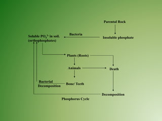 Parental Rock
Soluble PO4
3- in soil.
(orthophosphates)
Bacteria
Insoluble phosphate
Plants (Roots)
Animals Death
Bone/ Teeth
Decomposition
Bacterial
Decomposition
Phosphorus Cycle
 