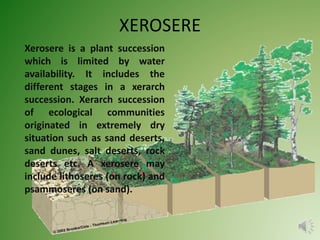 XEROSERE
Xerosere is a plant succession
which is limited by water
availability. It includes the
different stages in a xerarch
succession. Xerarch succession
of ecological communities
originated in extremely dry
situation such as sand deserts,
sand dunes, salt deserts, rock
deserts etc. A xerosere may
include lithoseres (on rock) and
psammoseres (on sand).
 