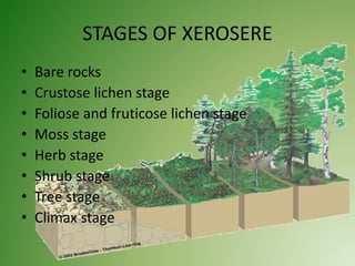STAGES OF XEROSERE
• Bare rocks
• Crustose lichen stage
• Foliose and fruticose lichen stage
• Moss stage
• Herb stage
• Shrub stage
• Tree stage
• Climax stage
 