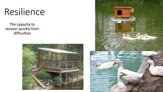 Resilience
The capacity to
recover quickly from
difficulties
 