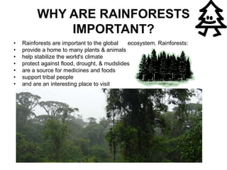 WHY ARE RAINFORESTS IMPORTANT? Rainforests are important to the global      ecosystem. Rainforests:provide a home to many plants & animalshelp stabilize the world's climateprotect against flood, drought, & mudslidesare a source for medicines and foodssupport tribal peopleand are an interesting place to visit