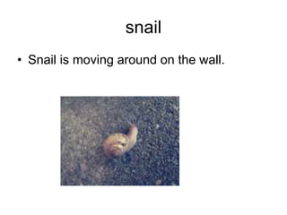 snailSnail is moving around on the wall.