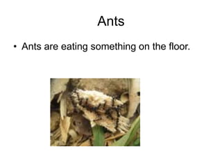 AntsAnts are eating something on the floor.