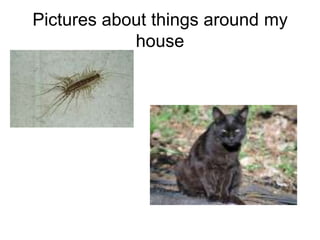 Pictures about things around my house