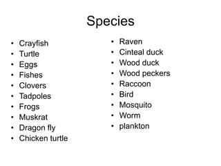 SpeciesRavenCinteal duckWood duckWood peckersRaccoonBirdMosquitoWormplanktonCrayfishTurtleEggsFishesCloversTadpolesFrogsMuskratDragon flyChicken turtle