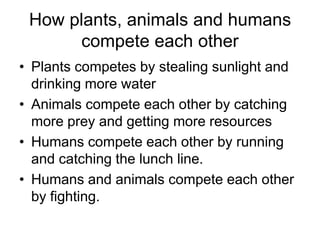 MuskratsRats like to eat anything. They eat some grasses, tadpoles and stems of some flowers