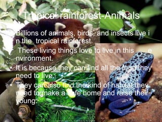 Tropical rainforest-AnimalsBillions of animals, birds, and insects live in the  tropical rainforest. These living things love to live in this       environment. It is because they can find all the food they need to live. They can also find the kind of habitat they need to make a safe home and raise their  young. 