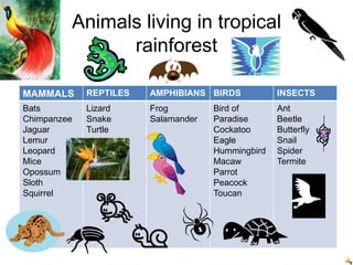 Animals living in tropical rainforest