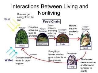  Interactions Between Living and NonlivingGrasses get energy from the sunHawks eat the snake to liveGrass hoppers are being eaten by snakes Grasses serve as food to animalsFungi from hawks wastes give nutrients to the grassesGrasses need water in order to growThe hawks excrete waste and become fertilizer to plants