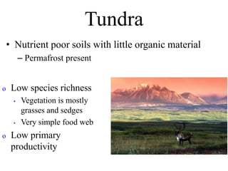 Tundra
• Nutrient poor soils with little organic material
– Permafrost present
o Low species richness
• Vegetation is mostly
grasses and sedges
• Very simple food web
o Low primary
productivity
 