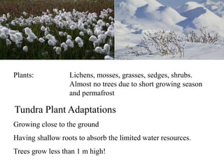 Plants: Lichens, mosses, grasses, sedges, shrubs.
Almost no trees due to short growing season
and permafrost
Tundra Plant Adaptations
Growing close to the ground
Having shallow roots to absorb the limited water resources.
Trees grow less than 1 m high!
 