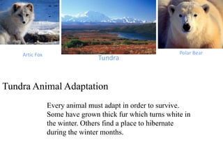 TundraArtic Fox Polar Bear
Tundra Animal Adaptation
Every animal must adapt in order to survive.
Some have grown thick fur which turns white in
the winter. Others find a place to hibernate
during the winter months.
 