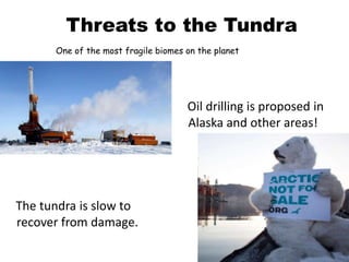 Threats to the Tundra
One of the most fragile biomes on the planet
The tundra is slow to
recover from damage.
Oil drilling is proposed in
Alaska and other areas!
 