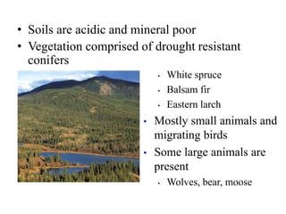 • Soils are acidic and mineral poor
• Vegetation comprised of drought resistant
conifers
• White spruce
• Balsam fir
• Eastern larch
• Mostly small animals and
migrating birds
• Some large animals are
present
• Wolves, bear, moose
 