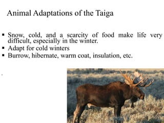  Snow, cold, and a scarcity of food make life very
difficult, especially in the winter.
 Adapt for cold winters
 Burrow, hibernate, warm coat, insulation, etc.
h
Animal Adaptations of the Taiga
 