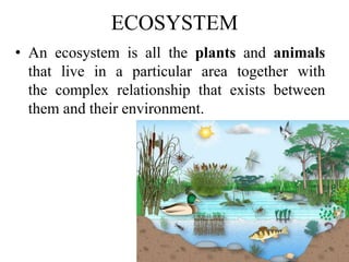 ECOSYSTEM
• An ecosystem is all the plants and animals
that live in a particular area together with
the complex relationship that exists between
them and their environment.
 