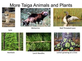 More Taiga Animals and Plants
Lynx
Wolverine Red Throated Loon
Hemlock Larch Needles Lichen growing on a tree
 