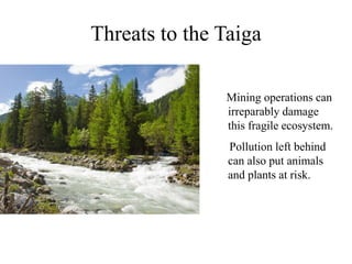 Threats to the Taiga
Mining operations can
irreparably damage
this fragile ecosystem.
Pollution left behind
can also put animals
and plants at risk.
 