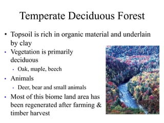 Temperate Deciduous Forest
• Topsoil is rich in organic material and underlain
by clay
• Vegetation is primarily
deciduous
• Oak, maple, beech
• Animals
• Deer, bear and small animals
• Most of this biome land area has
been regenerated after farming &
timber harvest
 