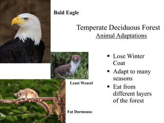  Lose Winter
Coat
 Adapt to many
seasons
 Eat from
different layers
of the forest
Bald Eagle
Fat Dormouse
Least Weasel
Temperate Deciduous Forest
Animal Adaptations
 