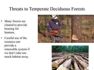 Threats to Temperate Deciduous Forests
• Many forests are
cleared to provide
housing for
humans.
• Careful use of the
resource can
provide a
renewable system if
we don’t take too
much habitat away.
 
