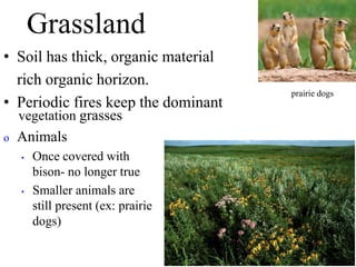 Grassland
• Soil has thick, organic material
rich organic horizon.
• Periodic fires keep the dominant
vegetation grasses
o Animals
• Once covered with
bison- no longer true
• Smaller animals are
still present (ex: prairie
dogs)
prairie dogs
 