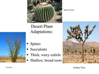 Joshua Tree
Desert Plant
Adaptations:
 Spines
 Succulents
 Thick, waxy cuticle
 Shallow, broad roots
Barrel Cactus
Ocotollio
 