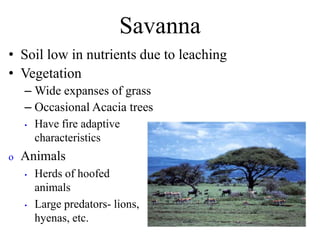 Savanna
• Soil low in nutrients due to leaching
• Vegetation
– Wide expanses of grass
– Occasional Acacia trees
• Have fire adaptive
characteristics
o Animals
• Herds of hoofed
animals
• Large predators- lions,
hyenas, etc.
 