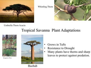 Whistling Thorn
Umbrella Thorn Acacia
Tropical Savanna Plant Adaptations
• Grows in Tufts
• Resistance to Drought
• Many plants have thorns and sharp
leaves to protect against predation.
Kangaroos Paws
Baobab
 