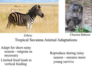 Adapt for short rainy
season—migrate as
necessary
Limited food leads to
vertical feeding
Reproduce during rainy
season—ensures more
young survive
Zebras Chacma Baboon
Tropical Savanna Animal Adaptations
 